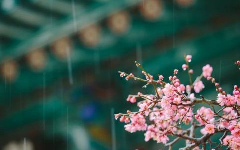 今日雨水，天津气温迎新变化！