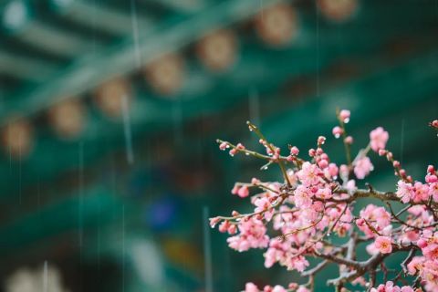 今日雨水，天津气温迎新变化！