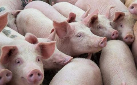 春节前猪肉价格走势如何？何时迎来“拐点”？