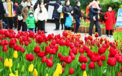 天津热带植物园郁金香文化旅游节开幕啦！