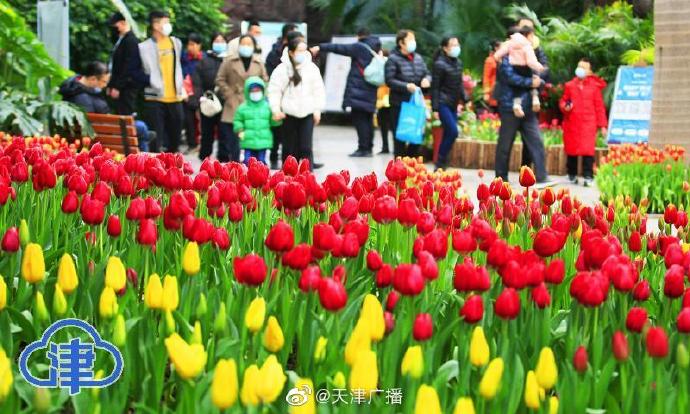 天津热带植物园郁金香文化旅游节开幕啦！