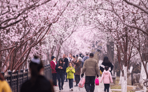 天津气温回升春满桃花堤 市民开启“赏花”模式
