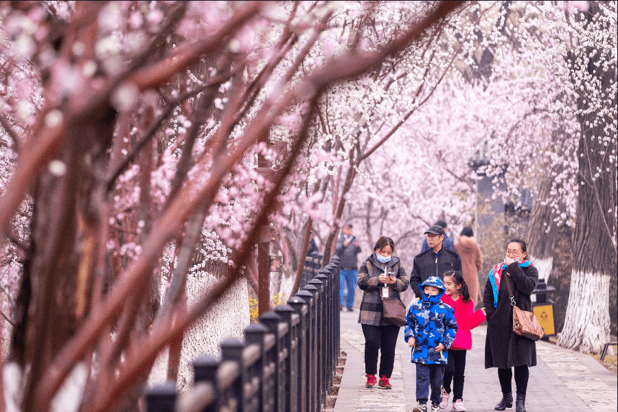 天津气温回升春满桃花堤 市民开启“赏花”模式
