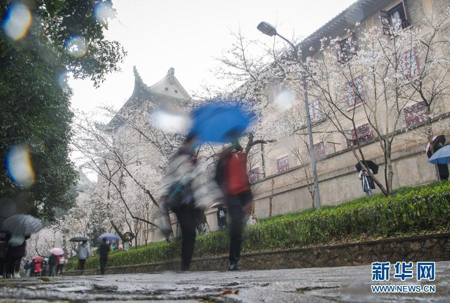 武汉大学开始接待预约游客赏樱！