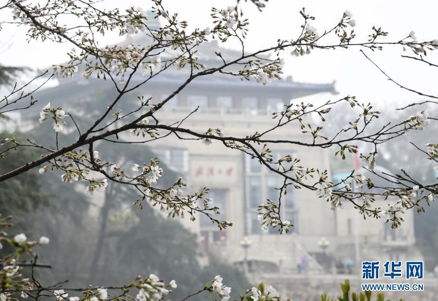 武汉大学开始接待预约游客赏樱！