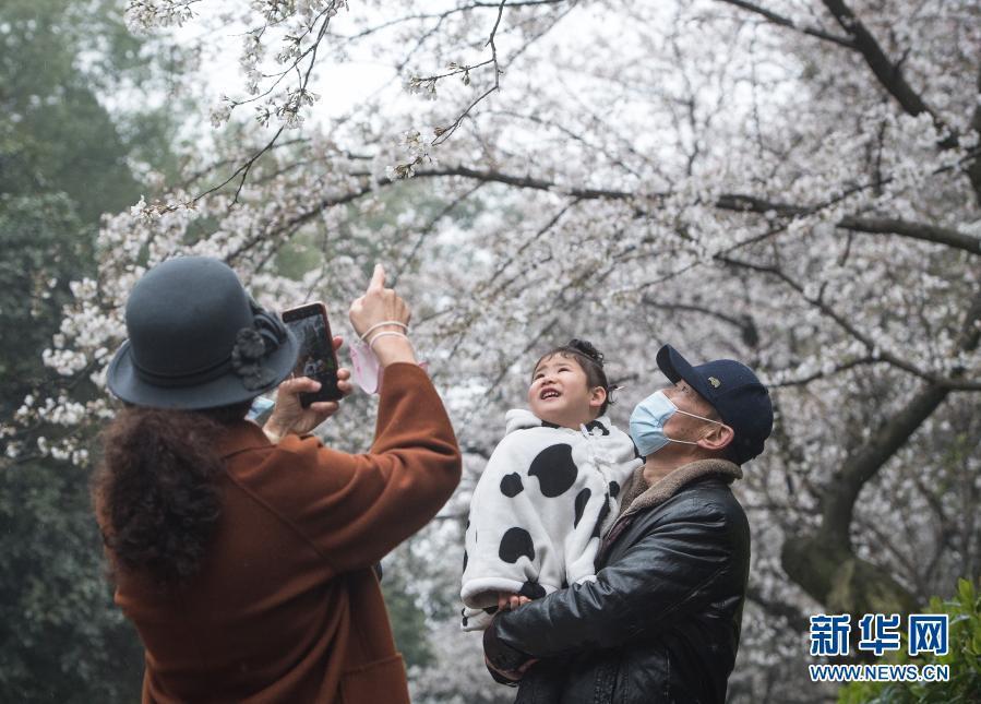 武汉大学开始接待预约游客赏樱！