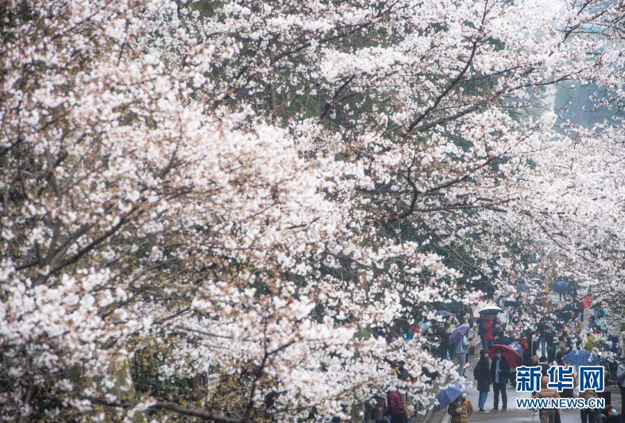 武汉大学开始接待预约游客赏樱！