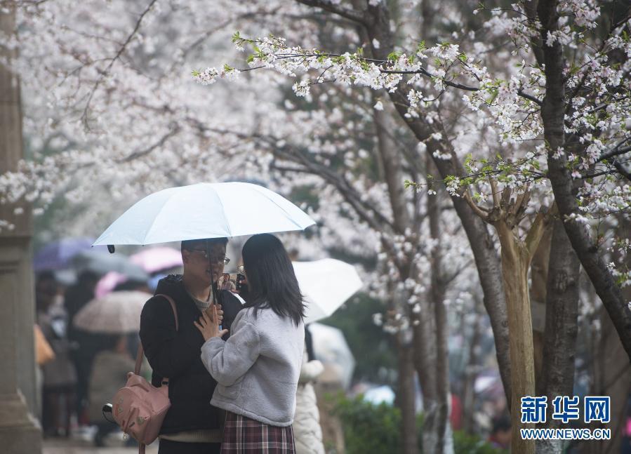 武汉大学开始接待预约游客赏樱！