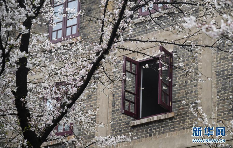武汉大学开始接待预约游客赏樱！