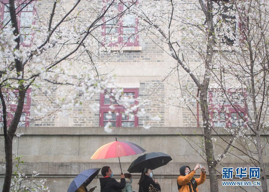 武汉大学开始接待预约游客赏樱！