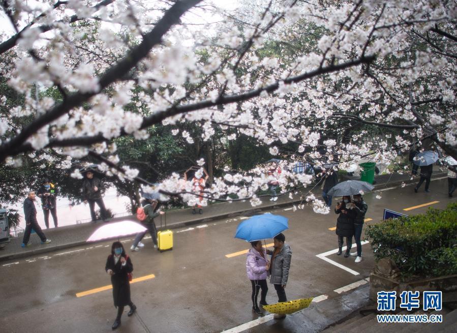 武汉大学开始接待预约游客赏樱！