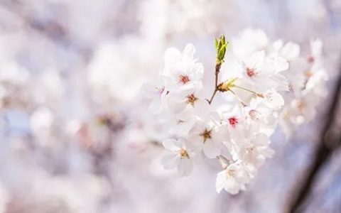 今天18℃花也开了，天津已经入春了？