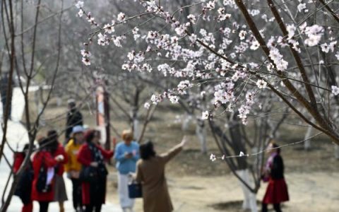 天津桃花开了！