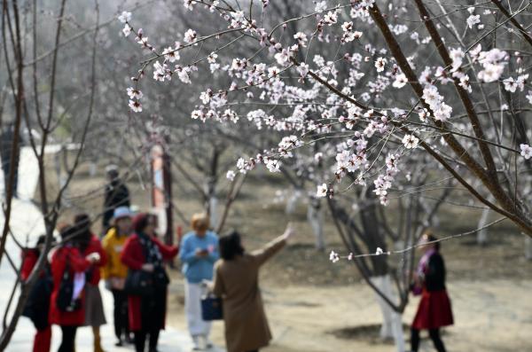 天津桃花开了！