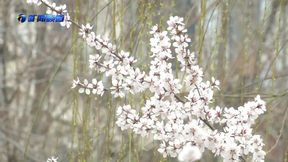 天津运河桃花节时间定了！就在这个月...三大亮点！速看！