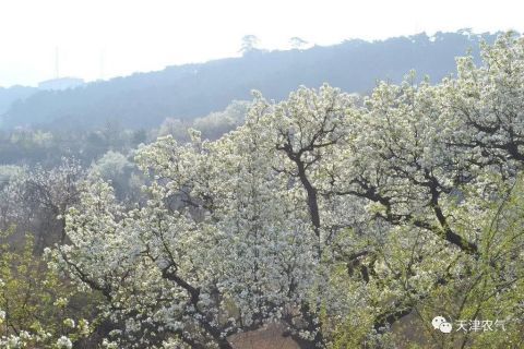 春来，花开！天津赏花时间表来了！