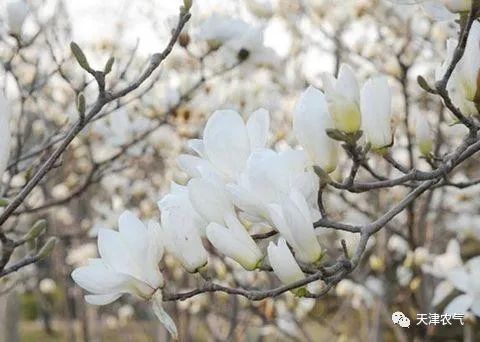 春来，花开！天津赏花时间表来了！