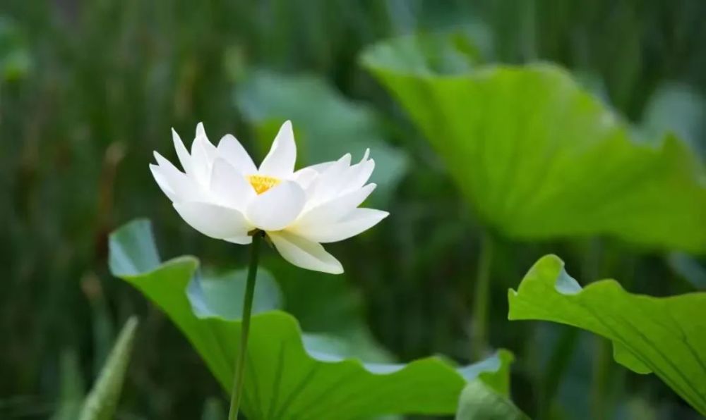 滨城赏花全攻略来咯！承包你一整年的心动瞬间！