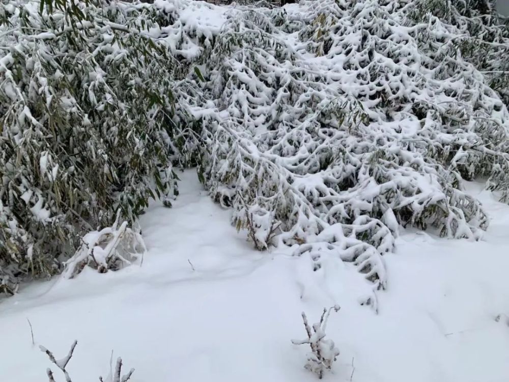 津城“雪”下一夜，今早出门要小心！