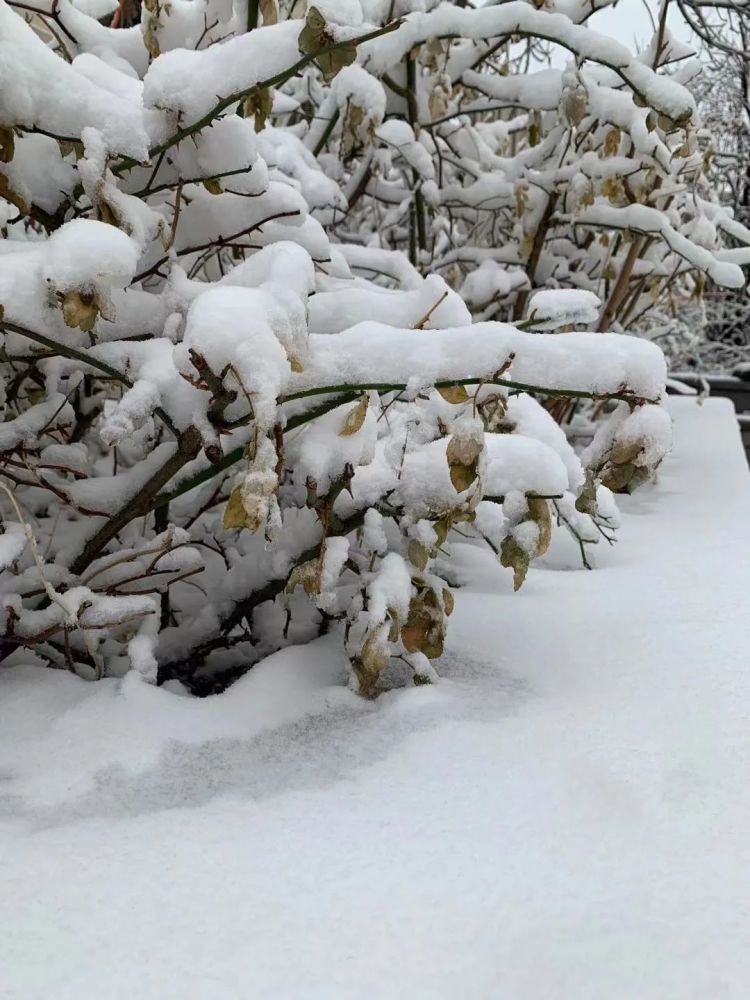 津城“雪”下一夜，今早出门要小心！