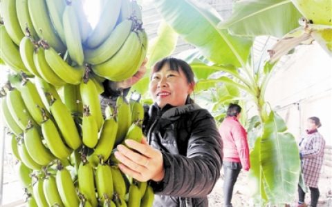 热带水果 津沽丰产
