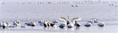 北大港湿地进入候鸟迁徙高峰期 45万只候鸟大军“组团”过境