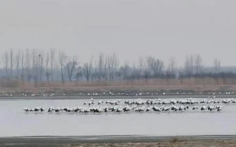 3000多只东方白鹳 “爱上”七里海湿地