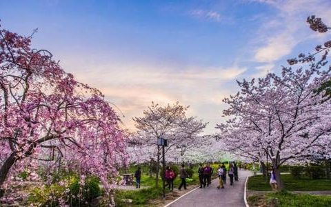 武汉大学发布今年赏樱攻略 周末每天限额1.5万人