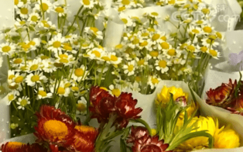 鲜花价格大涨！直接翻四倍！“花”生了啥？