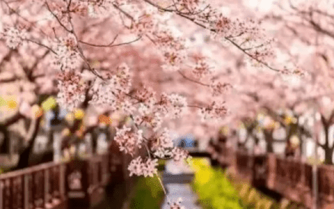 春来，花开！天津赏花时间表来了！