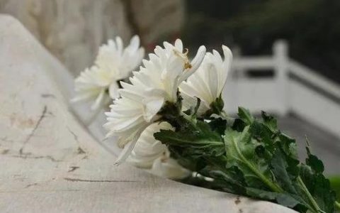 今年天津清明节祭扫这样安排！高峰日祭扫须提前预约