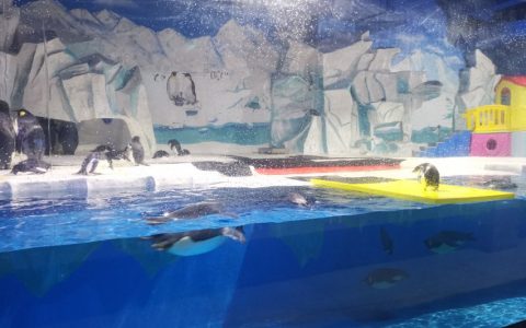 天津海洋公园“三八”妇女节女士专属优惠门票来了！