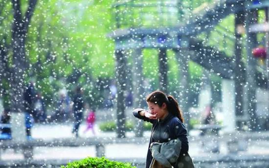 天津又要“下雪”了！具体时间公布！