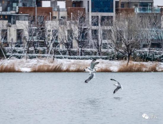 天津雪景图新鲜到货！路面情况如何?高速、机场受影响吗?