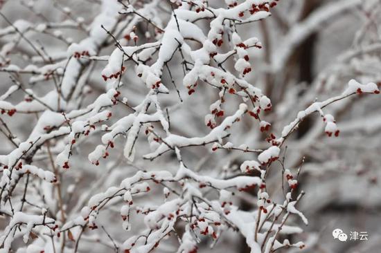 天津雪景图新鲜到货！路面情况如何?高速、机场受影响吗?