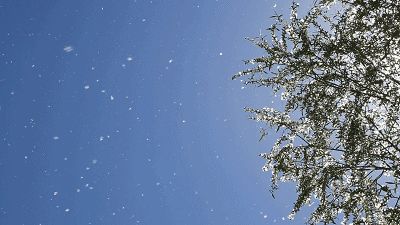 天津又要“下雪”了！具体时间公布！