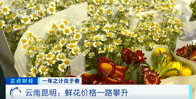 鲜花价格大涨！直接翻四倍！“花”生了啥？