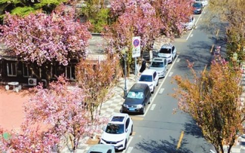 天津和平区大理道两侧海棠花陆续绽放 景色宜人