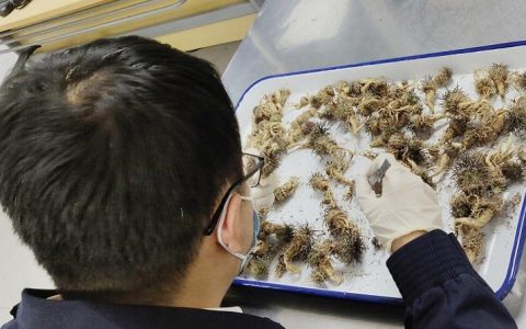 想养国内没有的动植物？请小心！你可能违法了