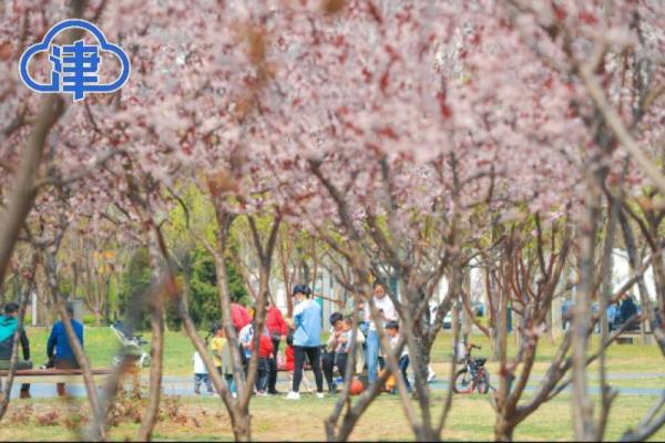 滨轻轨在此横贯花海 “滨城”这个公园美爆了