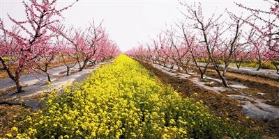 天津市农科院建立32个示范基地:绿肥间作 美了乡村富了农民