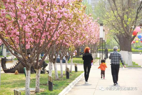 天津这条浪漫“樱花街” 等你打卡