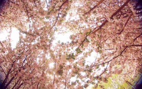 踏青宝地“C位”上线！津南，有颜值有格调！