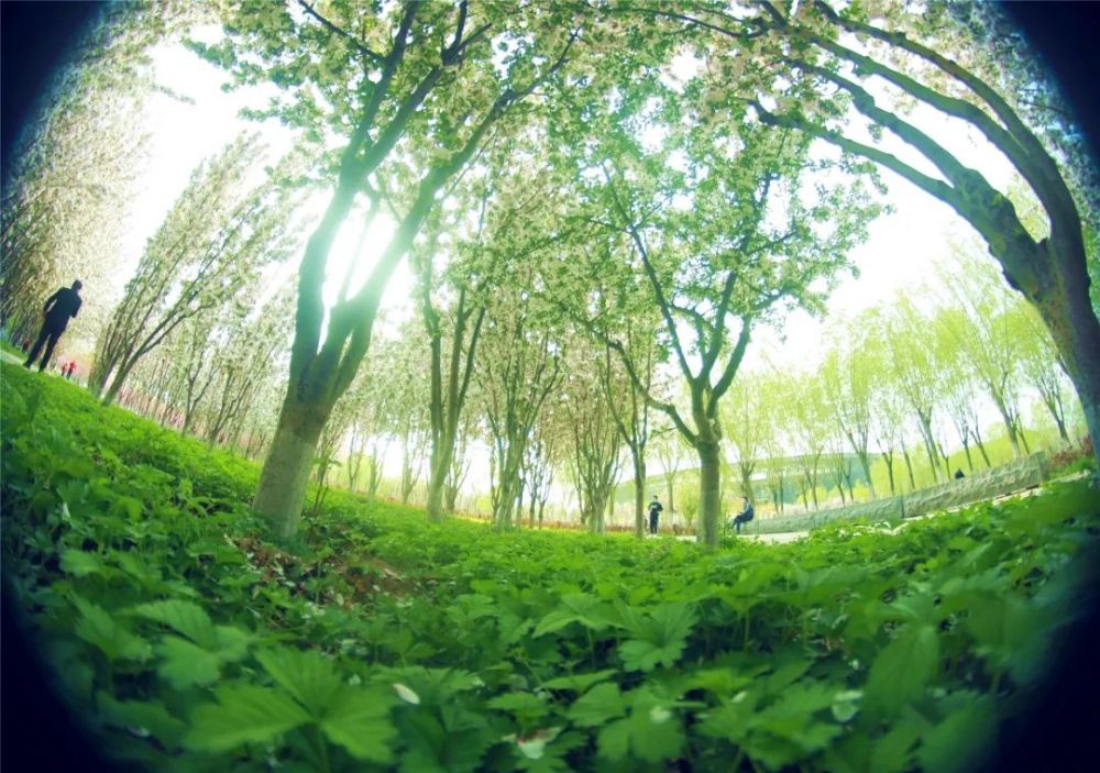踏青宝地“C位”上线！津南，有颜值有格调！