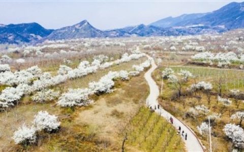 天津：山花烂漫 惊艳无边