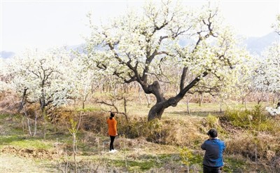 天津：山花烂漫 惊艳无边