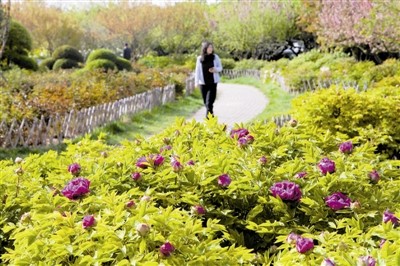 4月花如海 春意满津城