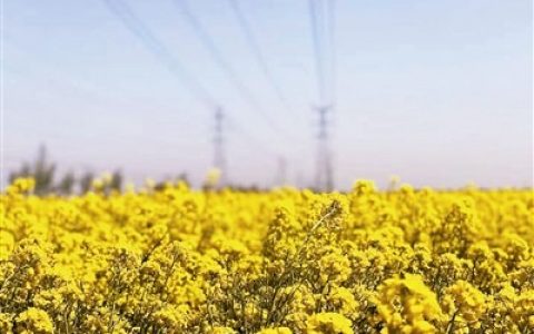 4月花如海 春意满津城