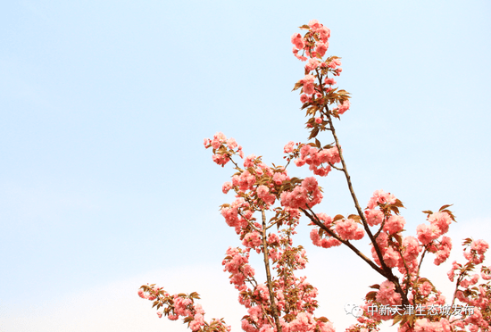 天津这条浪漫“樱花街” 等你打卡