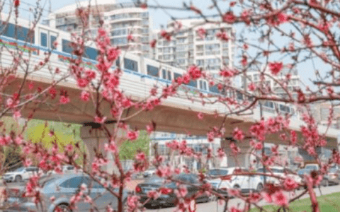滨轻轨在此横贯花海 “滨城”这个公园美爆了